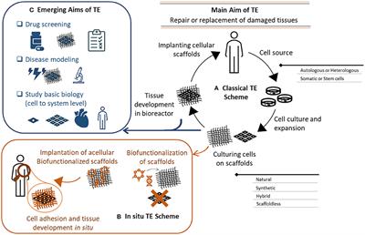 3D Tissue-Engineered Vascular Drug Screening Platforms: Promise and Considerations